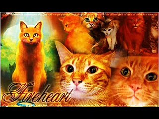 Warrior Cats Video - I Will Remember You