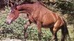 Save The Brumbies