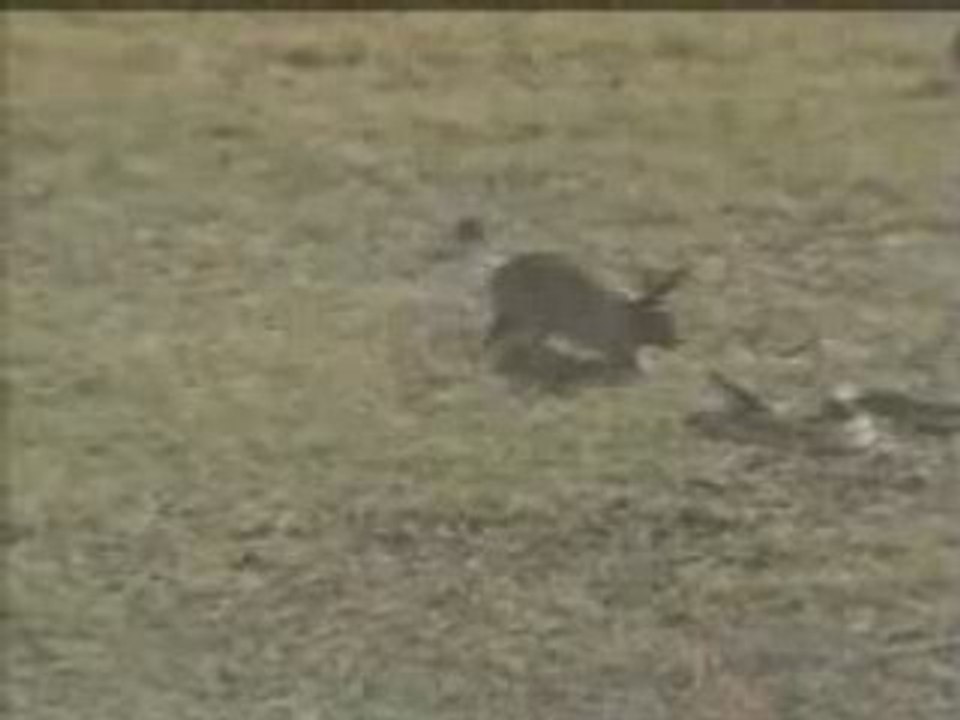 Lapin VS Serpent