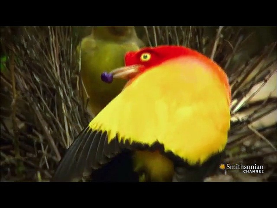 CHITTIYAN KALAIYAN  vi dance by love birds-2015