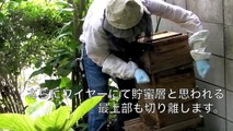 How to get honey of Japanese honey bees　ニホンミツバチ採蜜