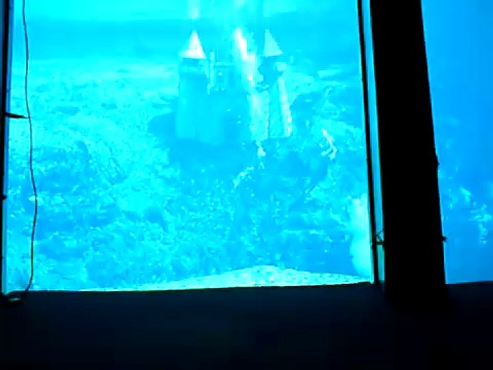 Weeki Wachee Mermaids Pt. 5