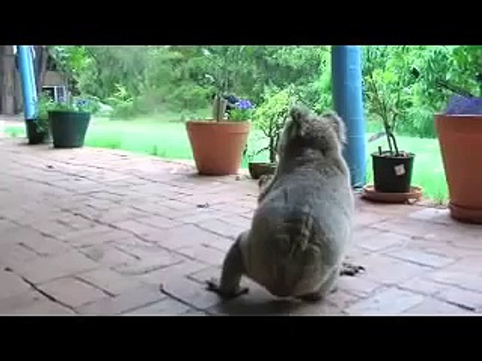 Koala vs Dog