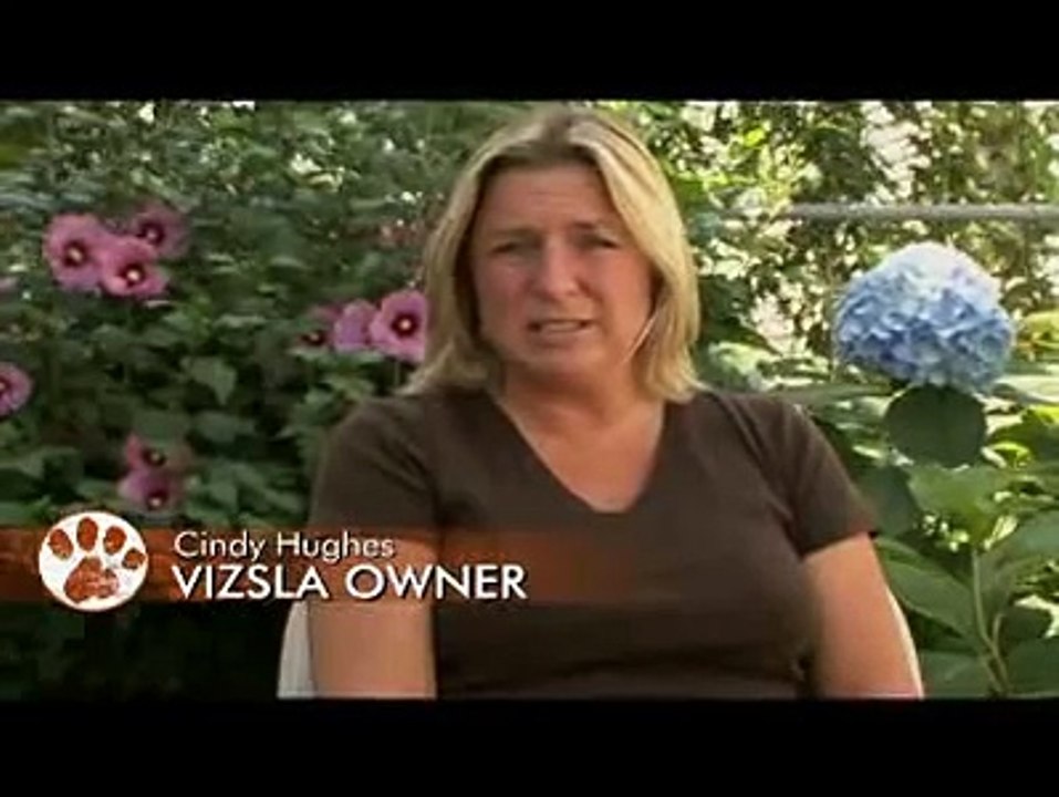 Dogs 101 Visla