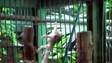 Poor Baby Monkey   Best Of