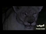 Hippo against Lioness _ فرس النهر ينهش رأس لبوة ويفقع عينها