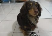 Smart Dachshund Rings Bell to Get Treats