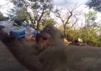 This Amazing Monkey Knows How to Quench His Thirst