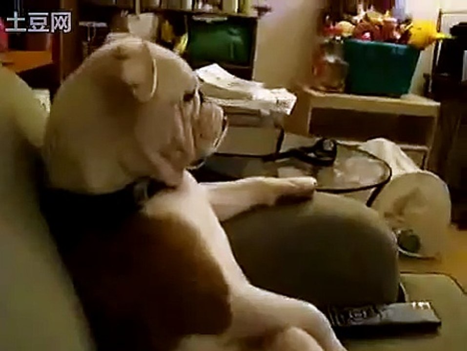 得意狗狗