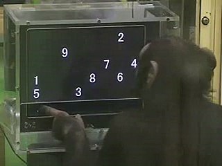 Are You Smarter Than A Chimp