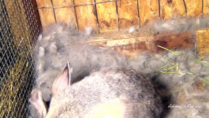 My Pregnant Bunny Rabbit Giving Birth