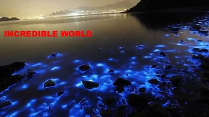 Magnificant Blue Glow Of Hong Kong Sea Gorgeous But Deadly!!!