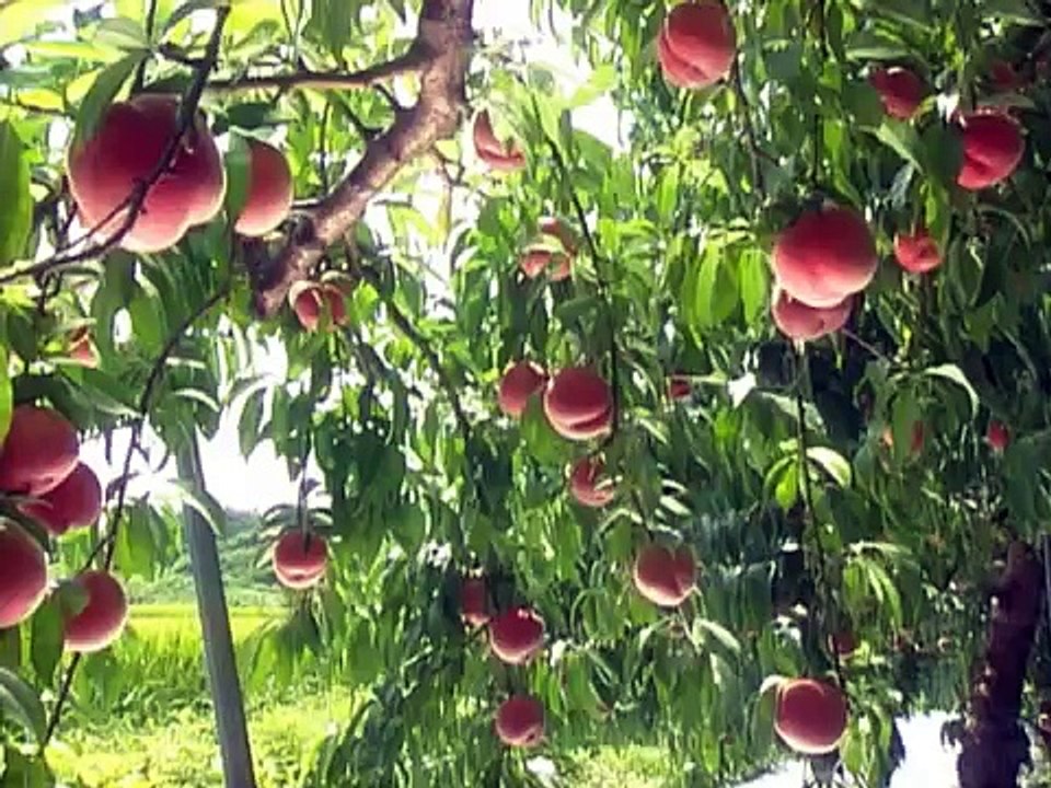 Japanese　Fruit