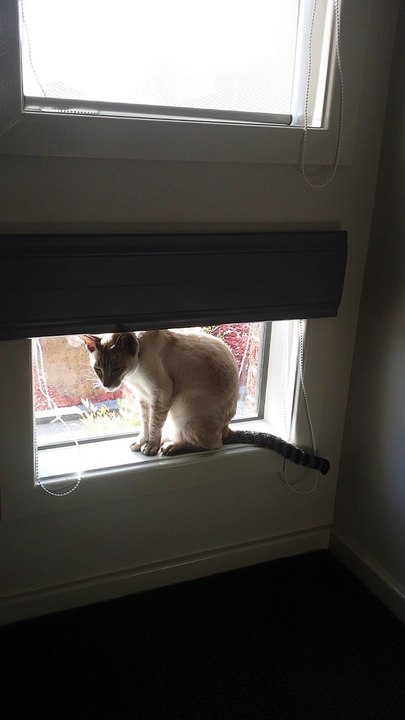 Intellegent Cat