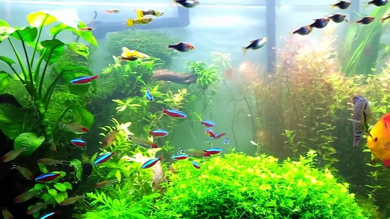 Planted tank Schooling Fish HD video