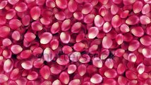 Transition With Beautiful Rose Petals. Green Screen. Looped. HD 1080. Stock Footage Video 6093701 - Shutterstock