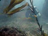 Buceo con lobos - Diving with sea lion