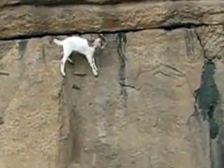 Brave Goat climbing vertical wall
