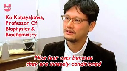 Alon Solomon: Cat and Mouse Become Best Friends