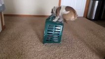 Bulldog puppy plays with. laundry basket