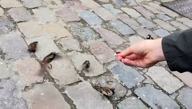 Man Films Birds Eating from Hands