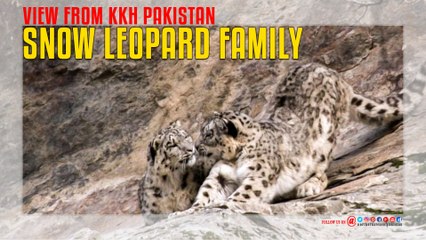 Snow Leopard Family View From KKH Pakistan