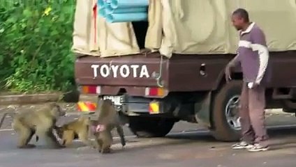 Funny animal stories video clip