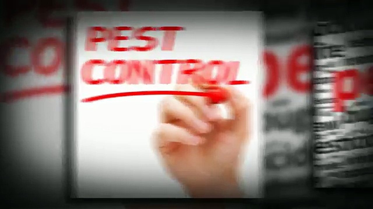 Termite Pest Control Frisco TX: Get Them Before They Destroy