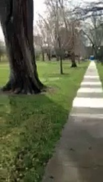 Jogger attacked by goose!