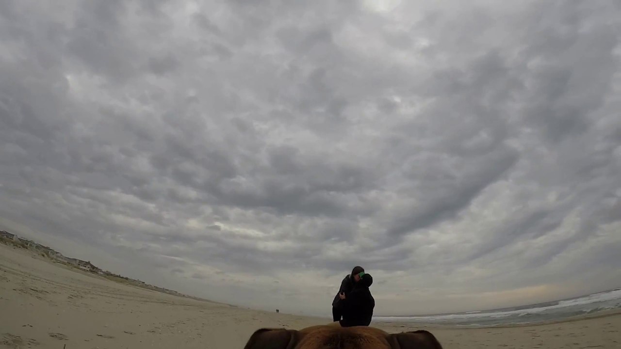 Proposal recorded from dog's GoPro Harness