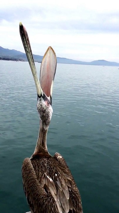 Possessed Pelican turning his head "the exorcis...