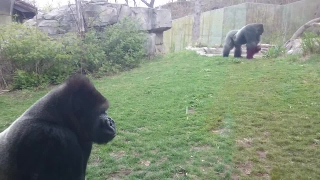 Quand un gorille lance une violente attaque dans un zoo, il faut courir vite