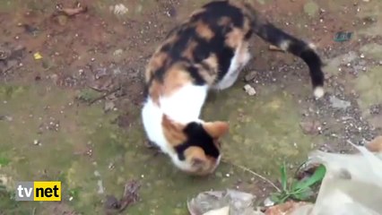 Görenler bir daha bakıyor