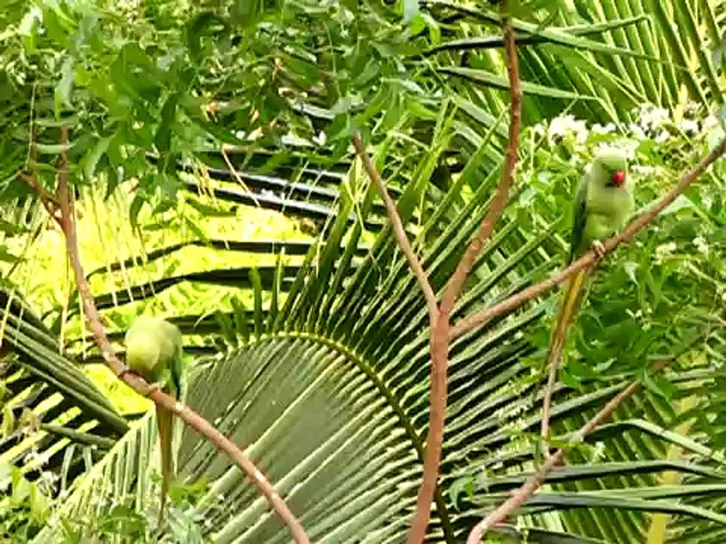 A morning romance - Indian Ringneck Parakeet pair @ Mylapore - Chennai - India