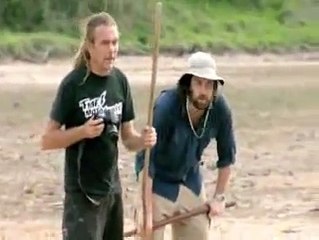 Komodo Dragon Eat a Goat