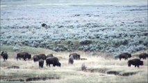 Yellowstone Grizzly and Bison