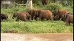 Cute baby elephant trapped in river - BBC Animals