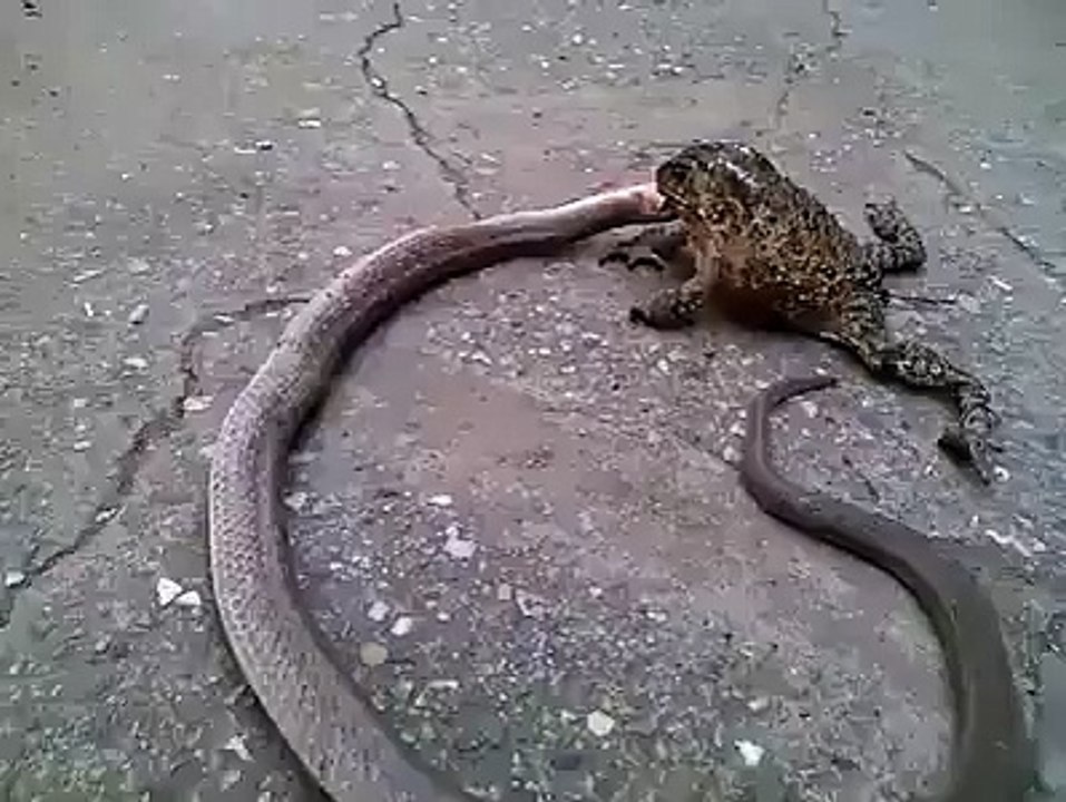 Frog Killed Snake