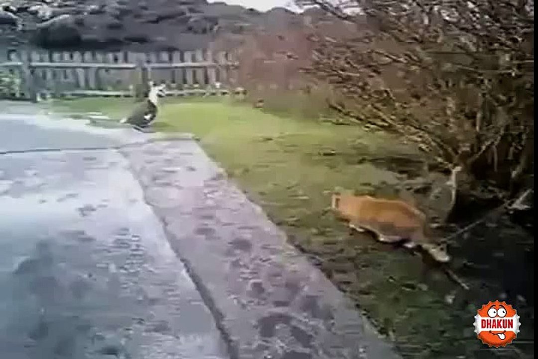 Hilarious Duck Catch Fail