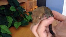 Basic Crested Gecko Care