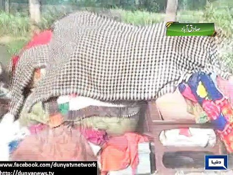 Dunya News - Sadiqabad: Wheat, sugar cane crops destroyed due to crack in canal