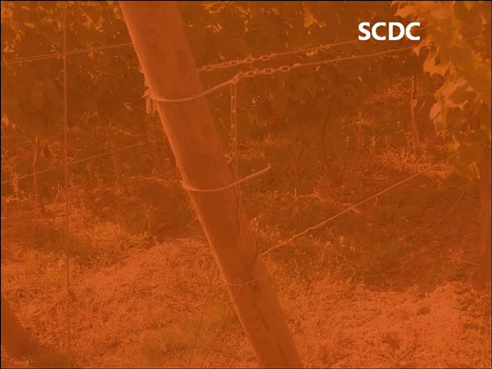 SCDC VIGNE - KIT BOUT DE RANG