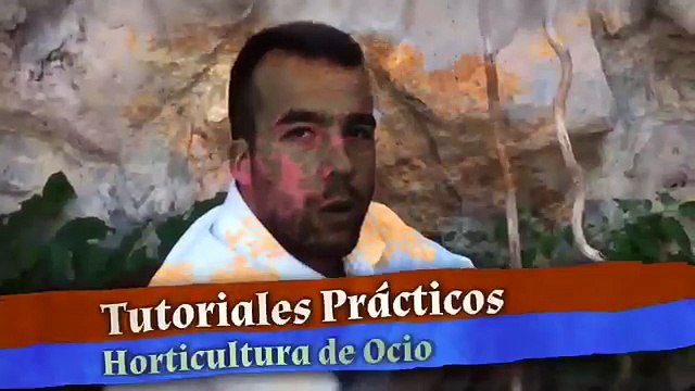 La alimentación de las gallinas ponedoras caseras | TuGranjaenCasa.Com