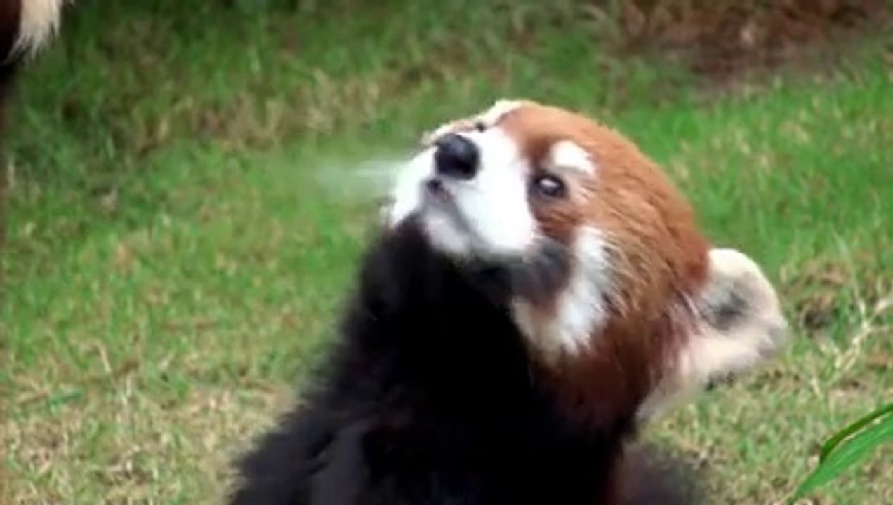 BDDP Unlimited pour Arte - «Do not track, arte.tv/donottrack» - avril 2015 - panda