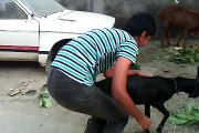 Funny Goat Fighting and Running-Majid Gilan-!