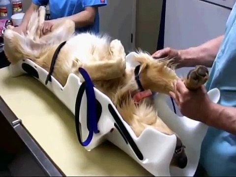 Pawsitioner - Radiographic Positioning