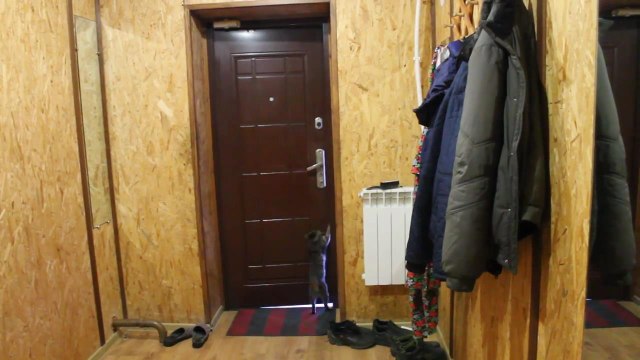 Самостоятельный котик