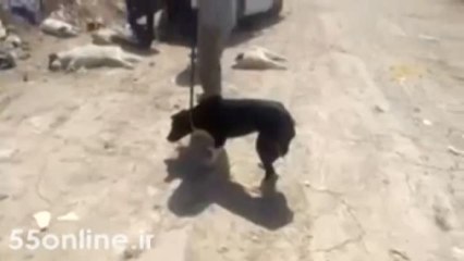 Köpeklere Asit Enjekte Edip İşkenceyle Öldürdüler