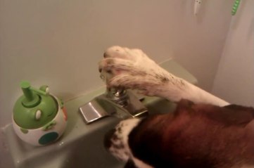 Невероятно Умный Пес