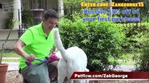 How to Train your Dog to NOT PULL on a Leash! EXTREME LEASH PULLING, BARKING, LUNGING and JUMPING!